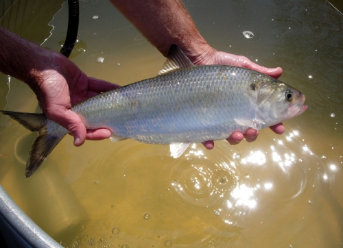 American Shad