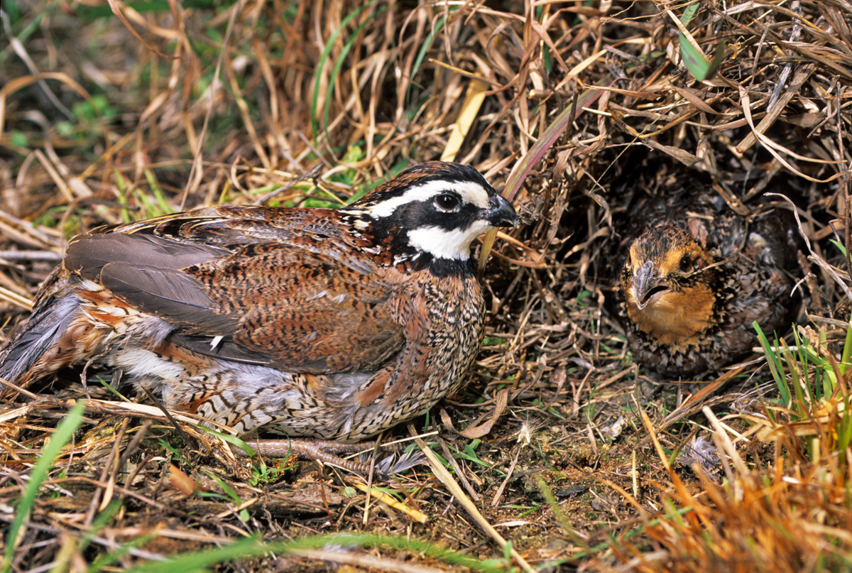 Bobwhite Quail