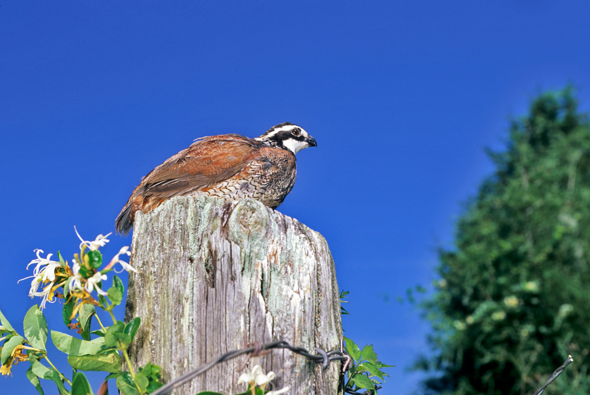 Bobwhite Quail