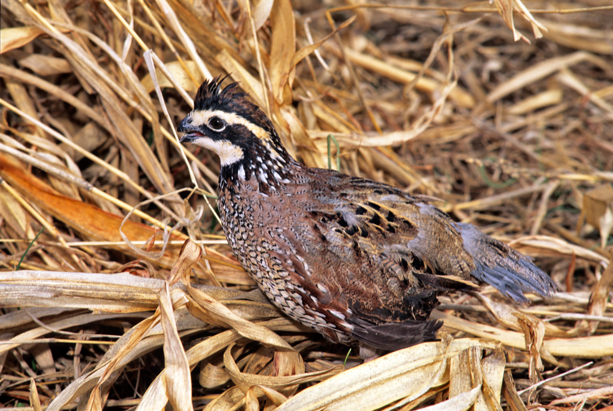 Bobwhite Quail