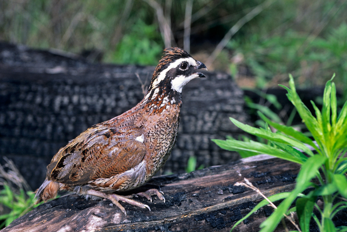 Bobwhite Quail