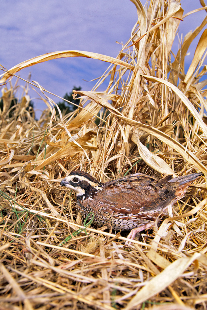 Bobwhite Quail