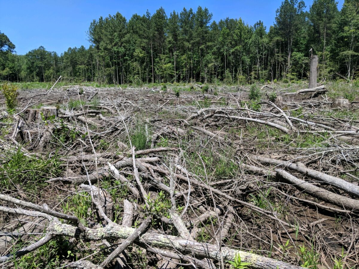 Bottomland Harvest