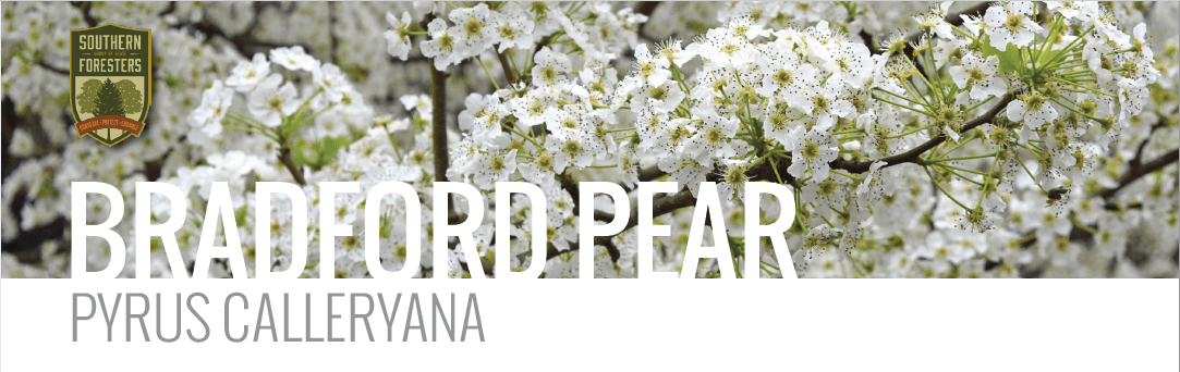 bradford pear