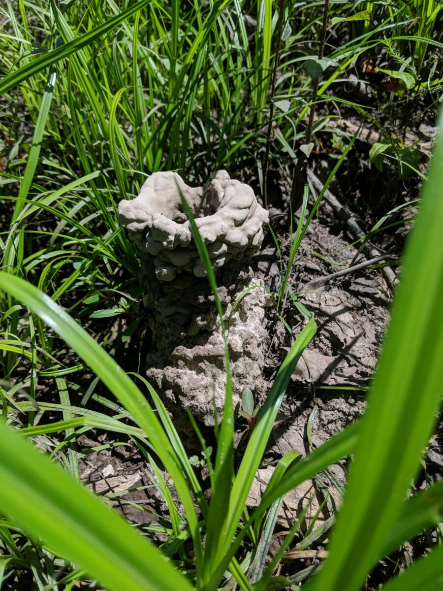 Crayfish mound close