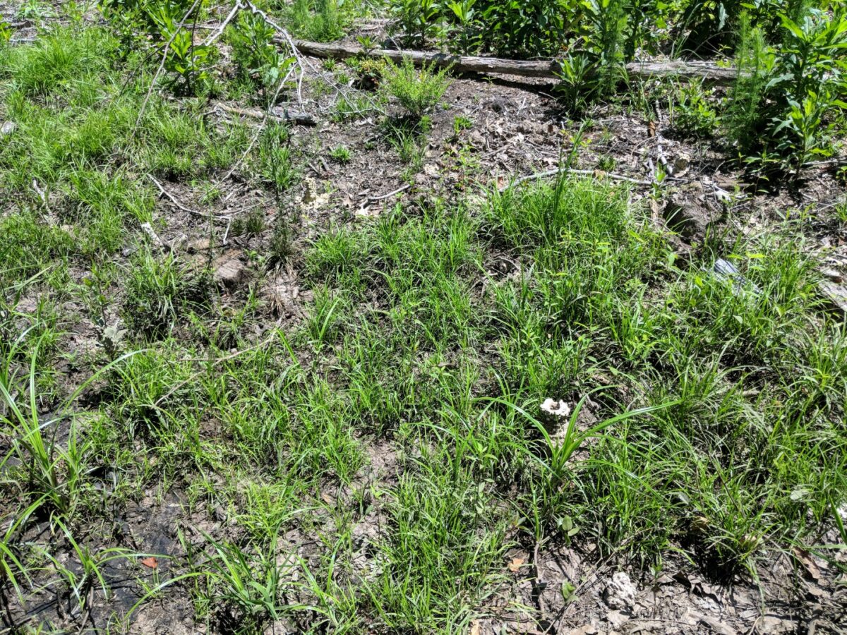 Crayfish mound distant