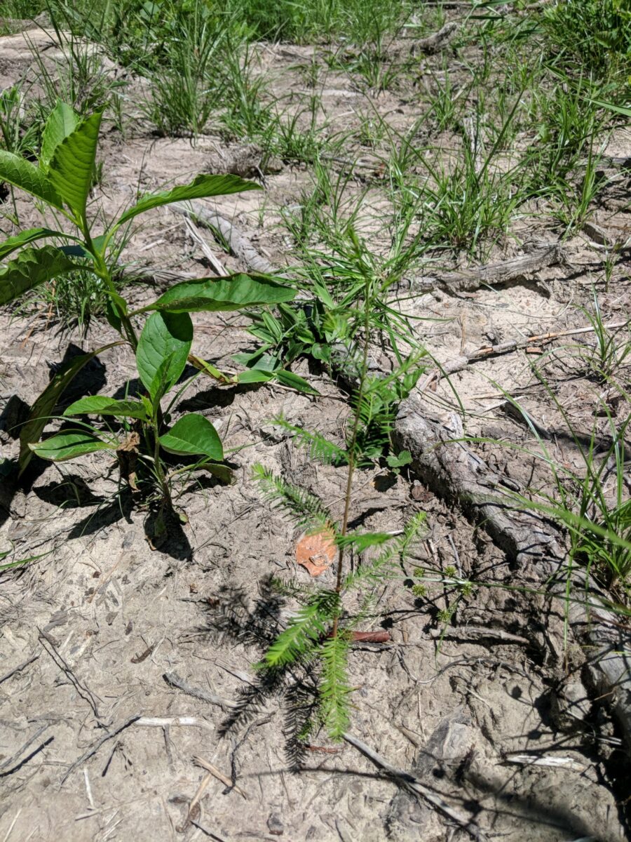 Cypress on dry site