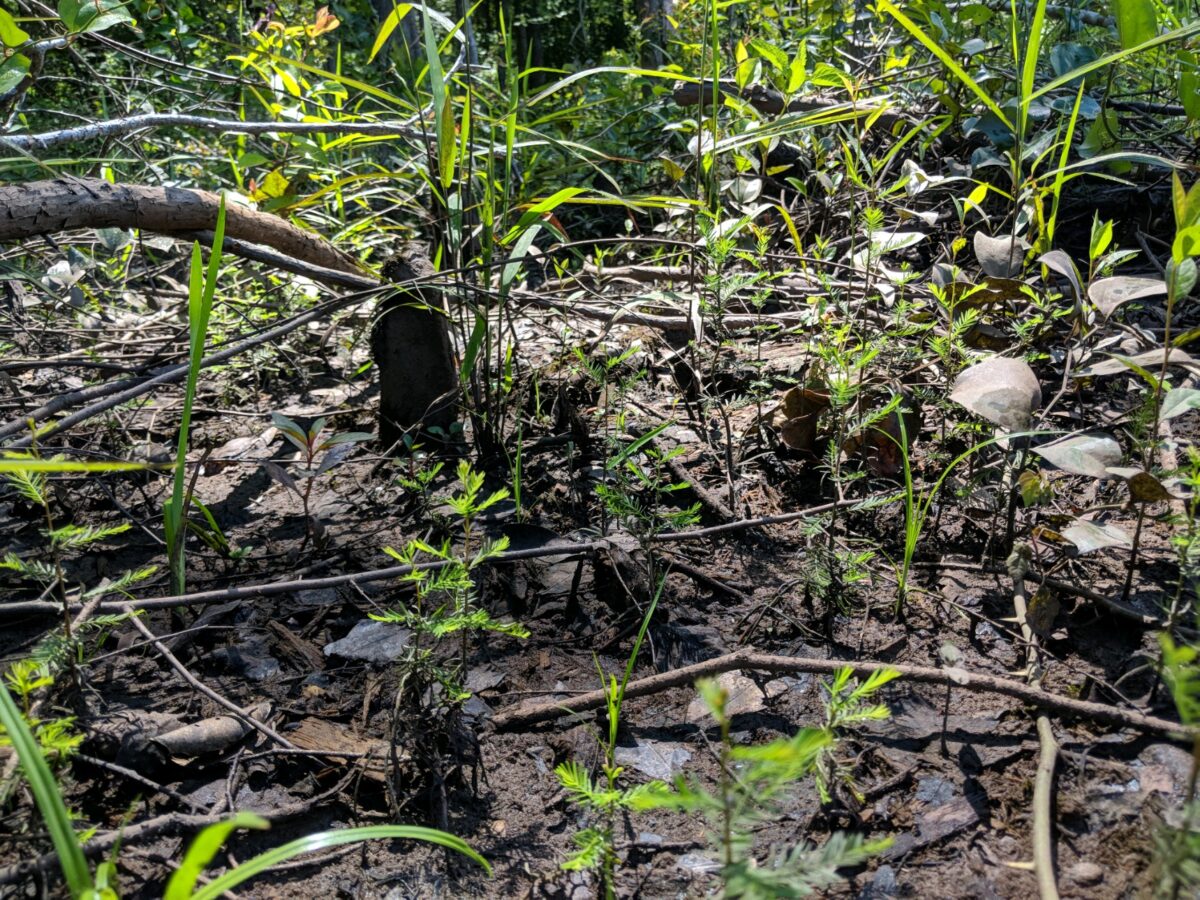 Cypress Regeneration