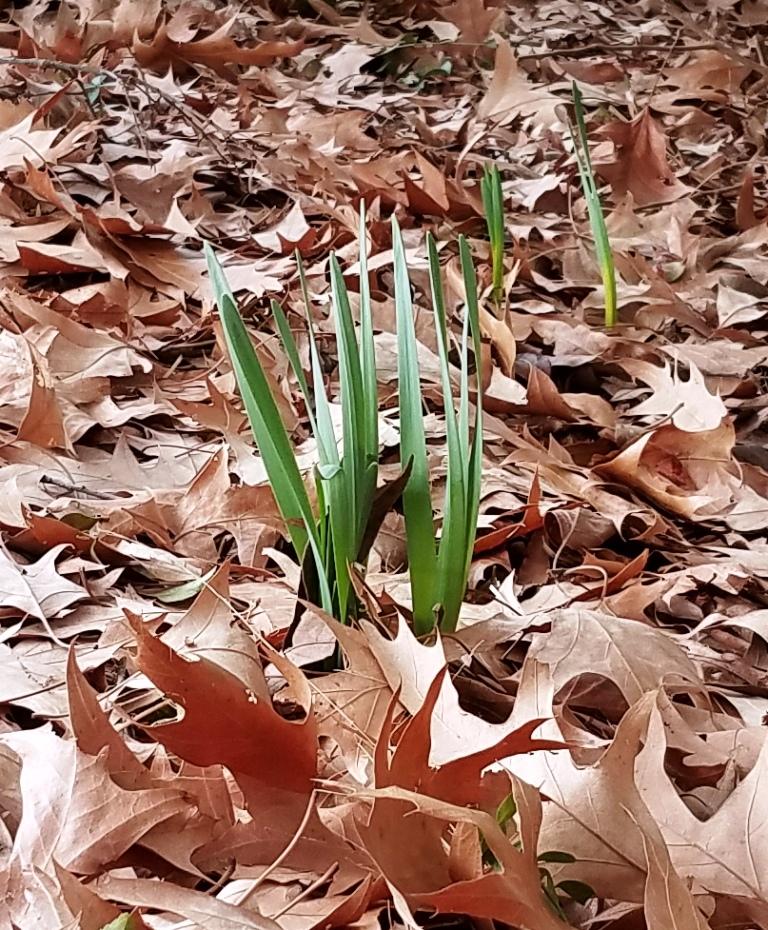 daffodils