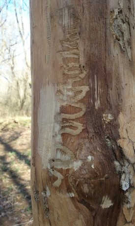 eab tree