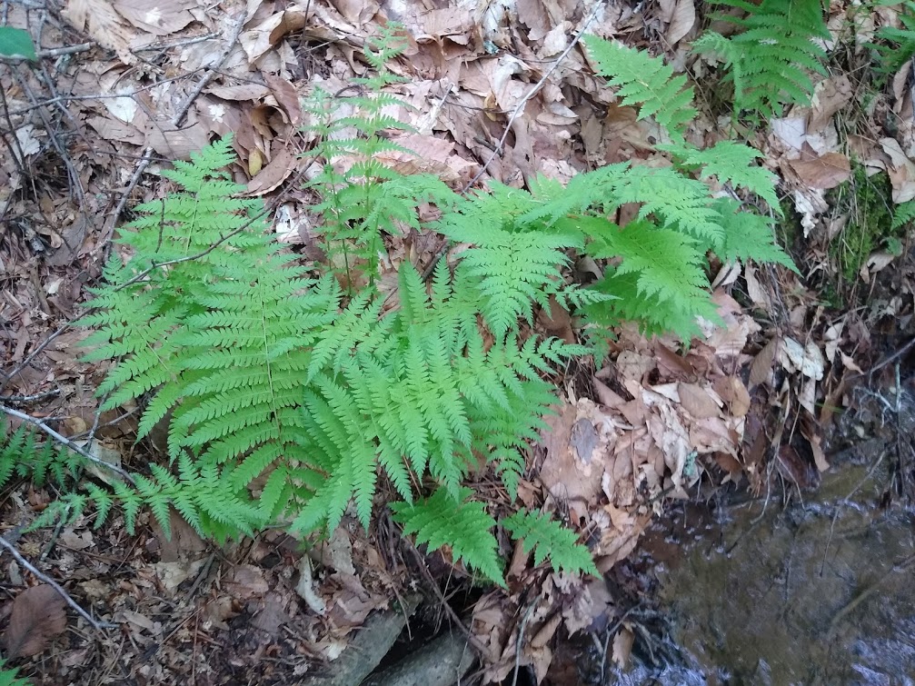 Ellen Powell_lady fern_2020