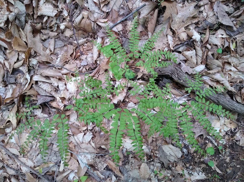 Ellen Powell_maidenhair fern_2020