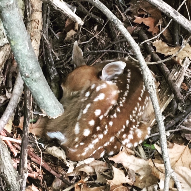 fawn-joe-lehnen_2019-06-03