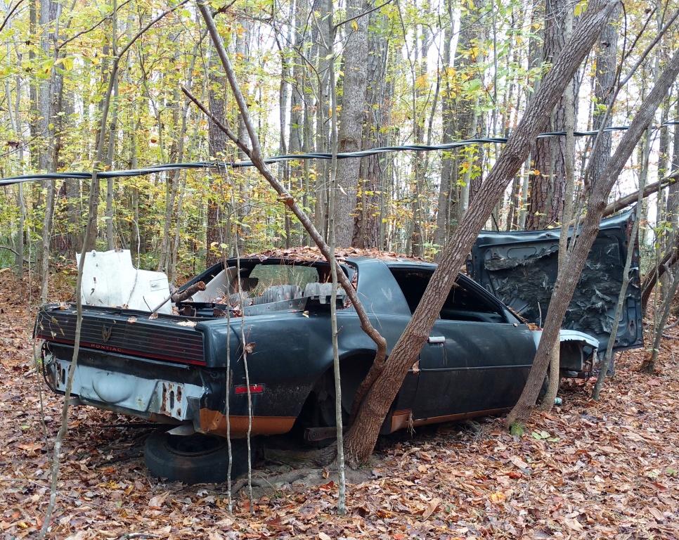 Firebird in woods