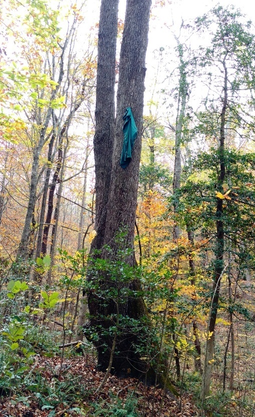 ghost in tree