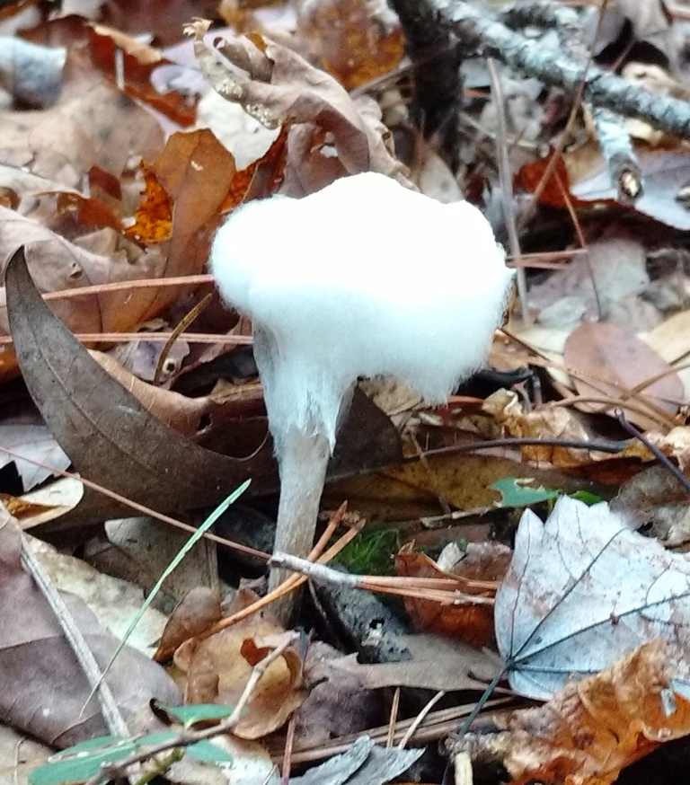 hairy mushroom