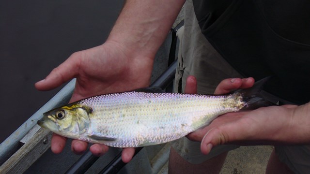 Hickory Shad