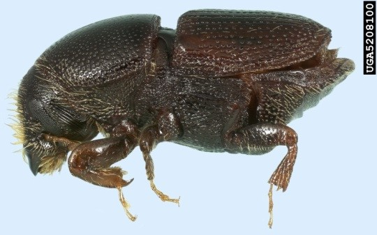 HickoryBarkBeetle