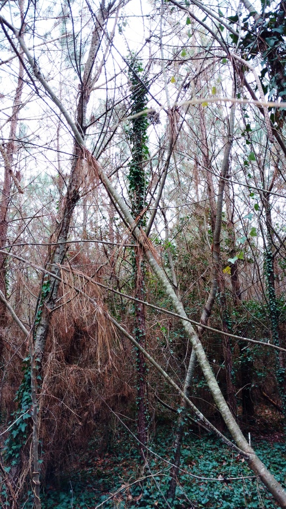 ivy in tree tops