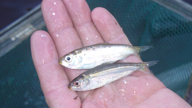 Juvenile shad