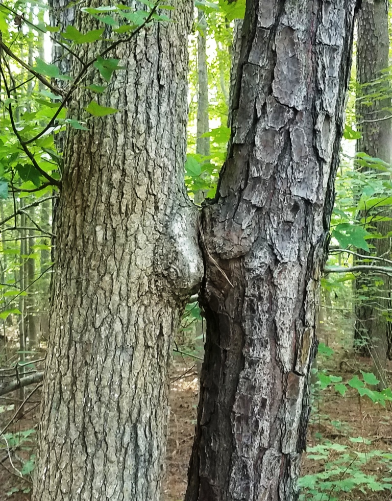 kissing trees1