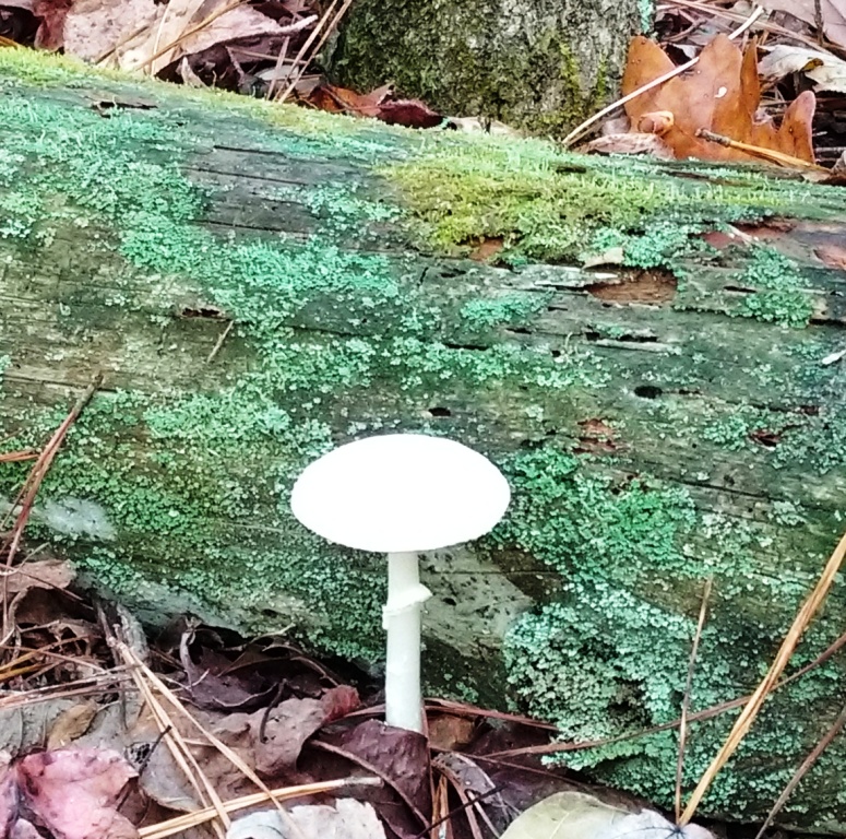 lichen log