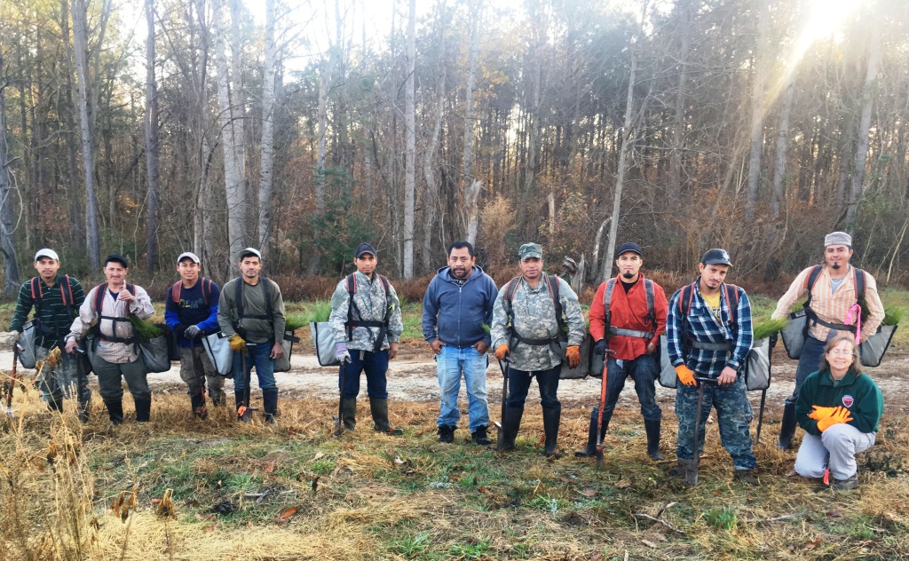 longleaf planting crew