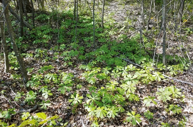 mayapples