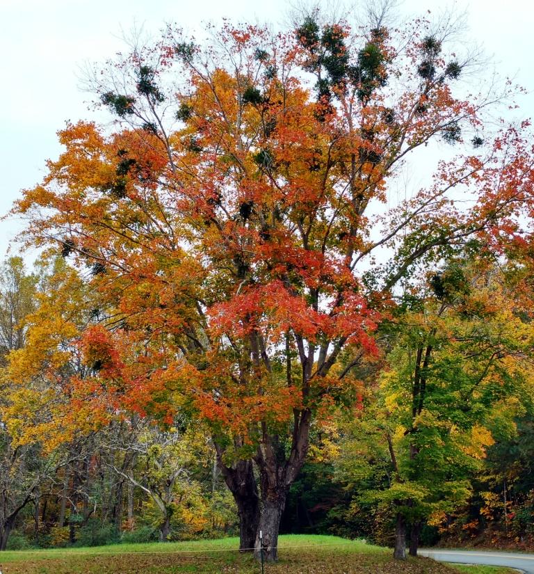 mistletoe in red maples lo res