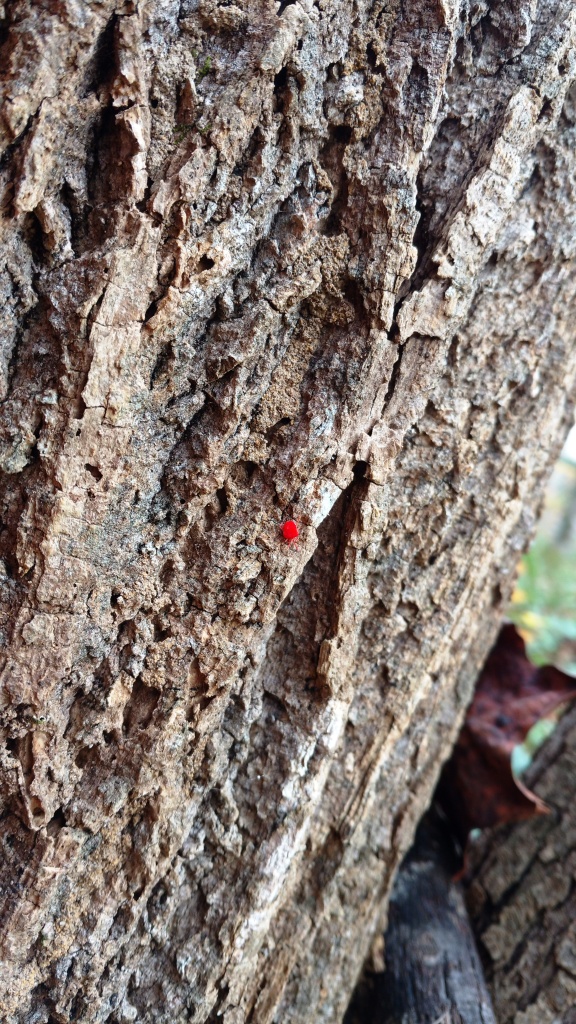 mite on tree trunk