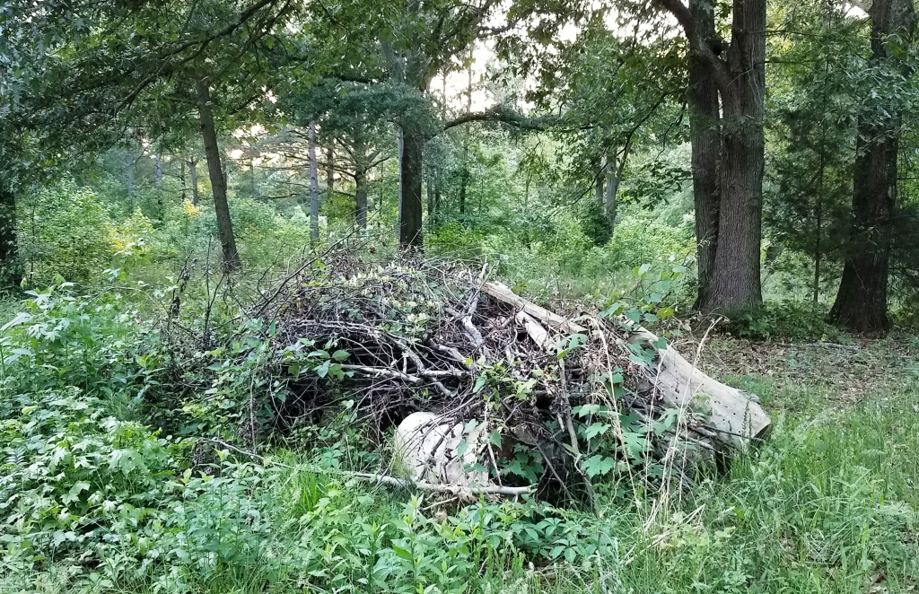 MY BRUSH PILE