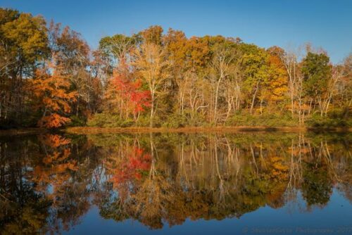 Trees and shrubs provide a buffer along the Nottoway River (Photo credit: Robby Batte)