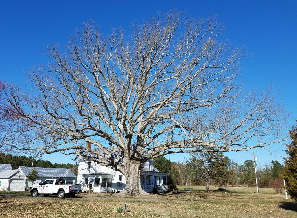 oak and house