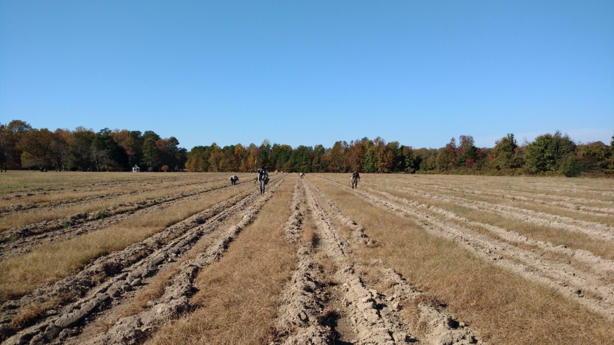 open field planting