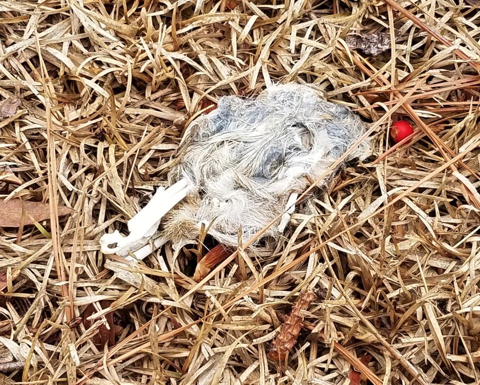 owl pellet