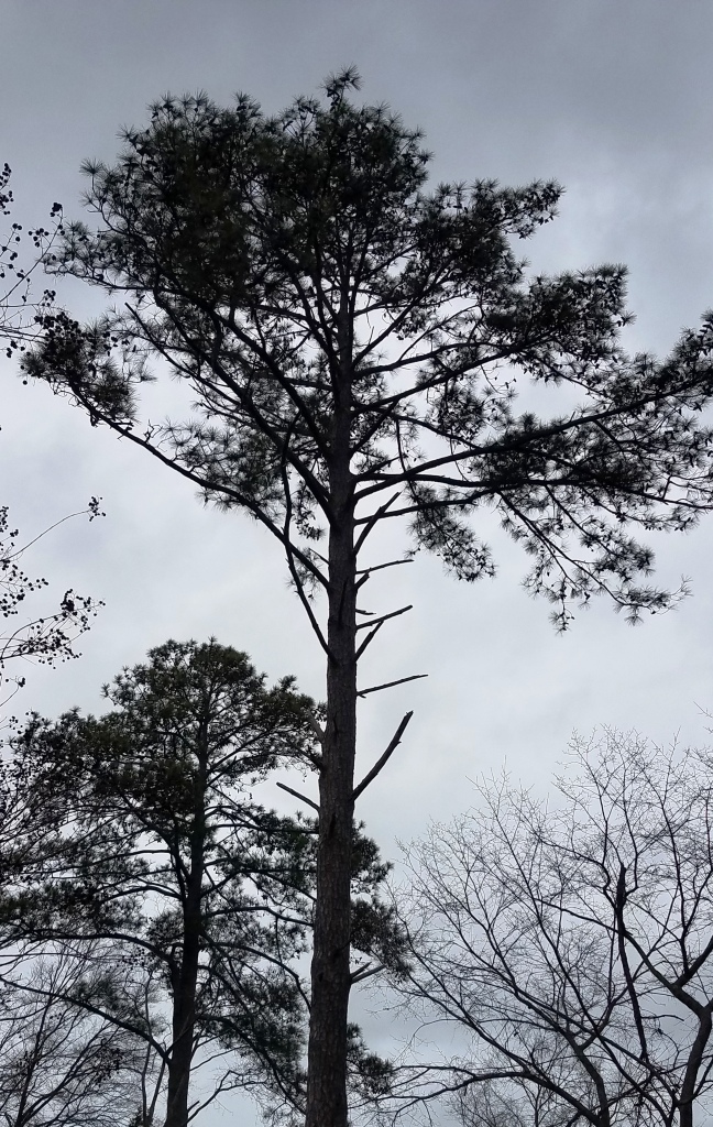 owl roost pine