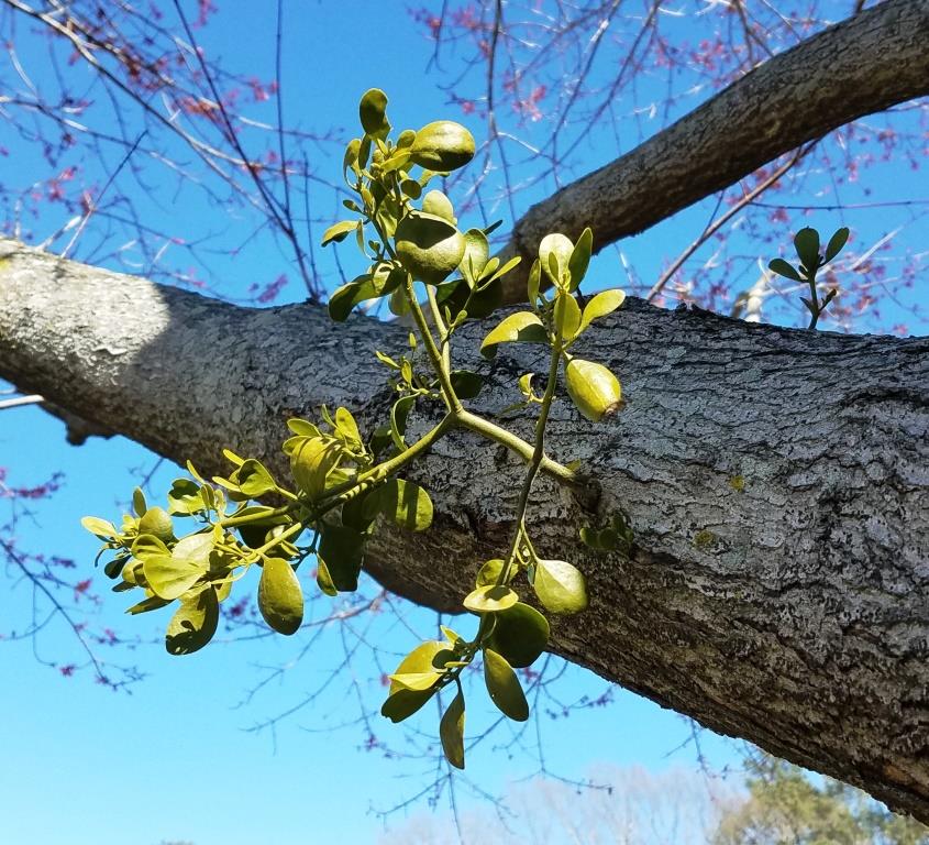 parasitic plants2