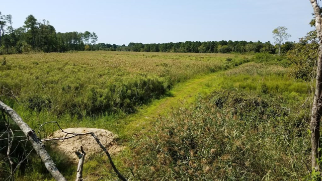 phragmites