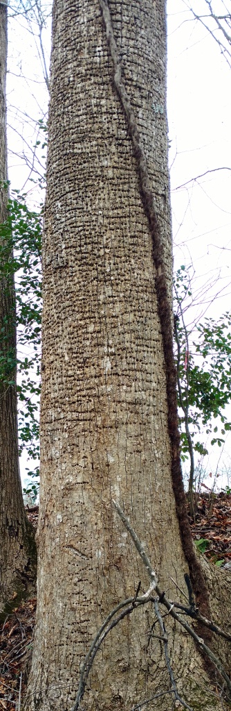 poplar sapsucker