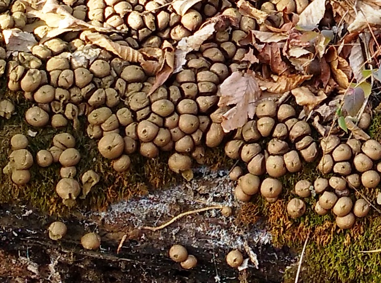 puff ball holes close up