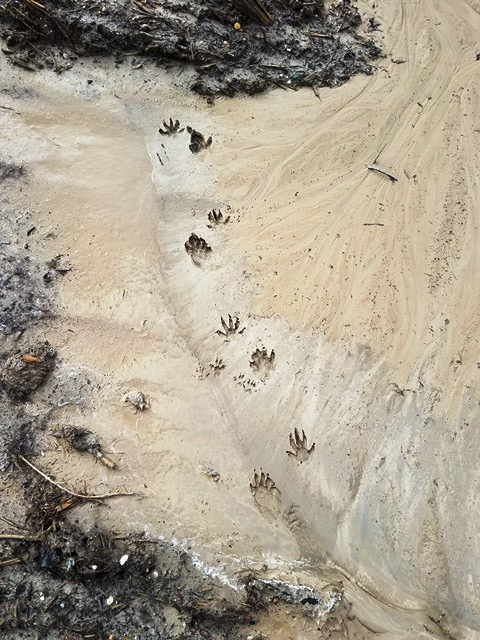 Raccoon Tracks