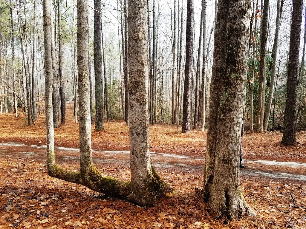 Rest Stop Tree