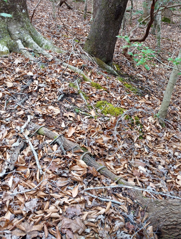 roots on top of roots