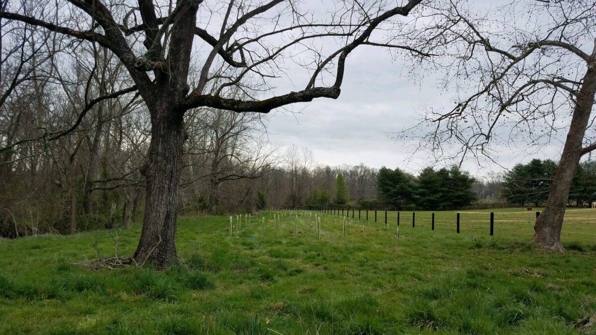 Sarah Parmelee_Riparian Buffer Planting_2020