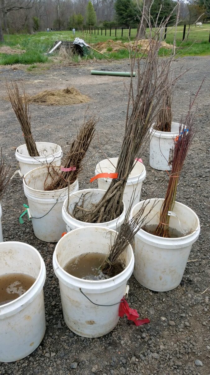 Saraha Parmalee_Riparian Buffer Planting_Huge Persimmon Seedlngs