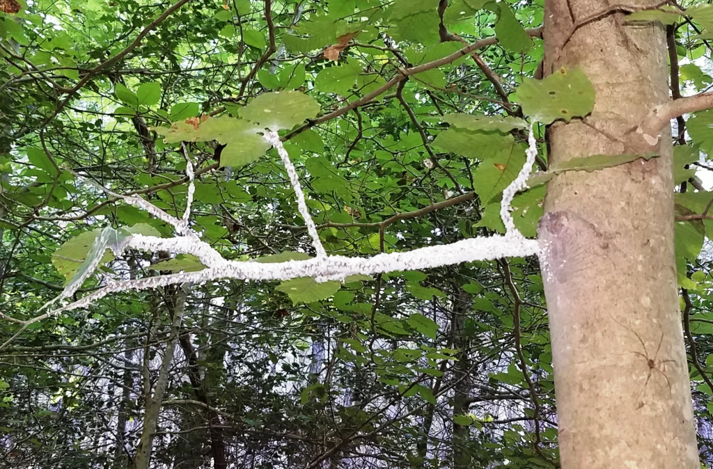 single branch snow