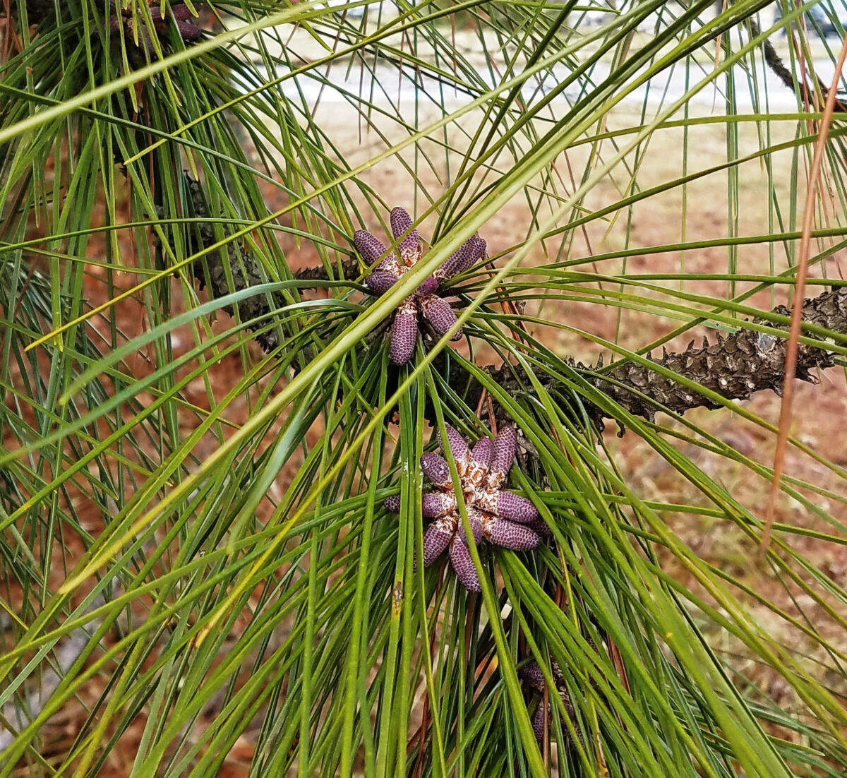 slash catkins