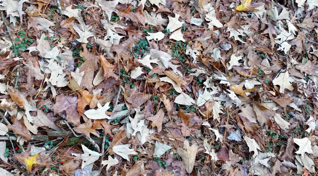 swath of partridgeberries