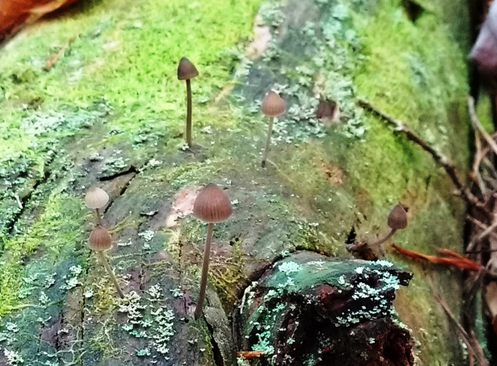 tiny mushrooms