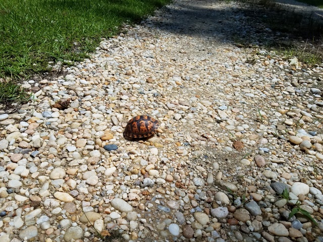 turtle crossing road